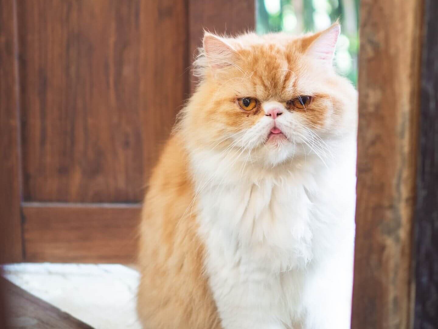 エキゾチックショートヘア