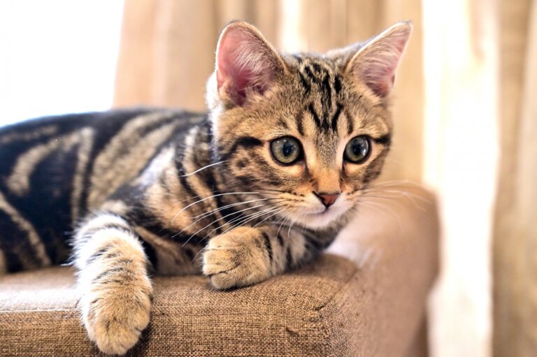 猫の種類一覧|人気の猫種と性格・特徴をやさしく解説! | にゃん図鑑kagoya