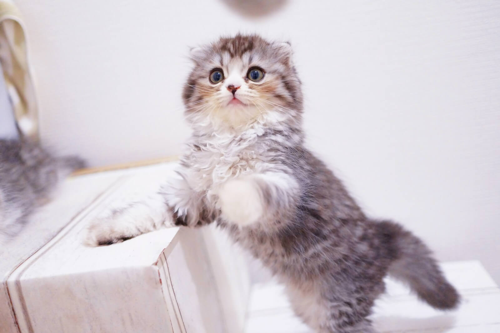 【初心者向け】スコティッシュフォールドの魅力｜性格・特徴・飼い方まで徹底解説！