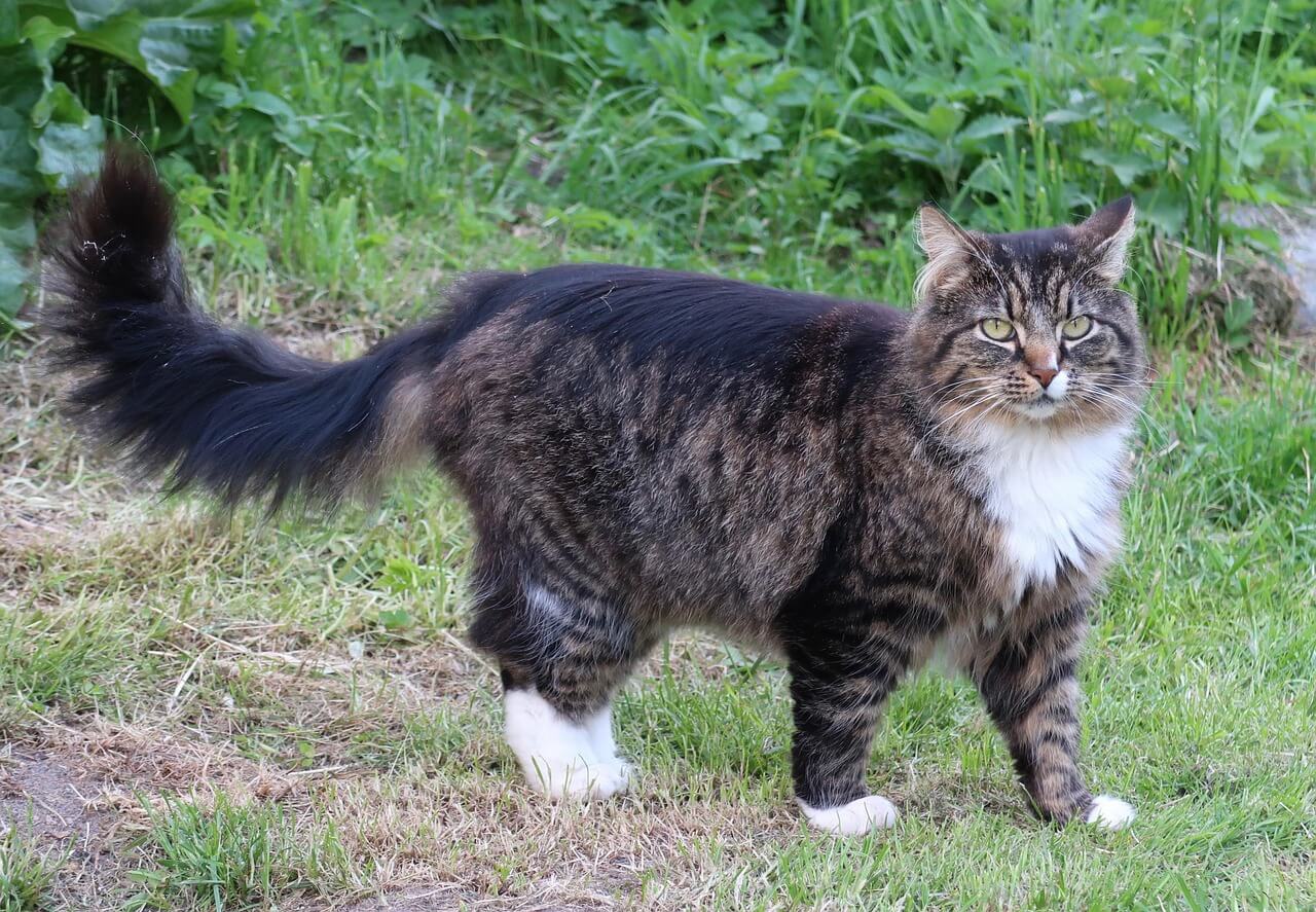 【優雅でワイルド】ノルウェージャンフォレストキャットの特徴・性格・飼い方を徹底解説！