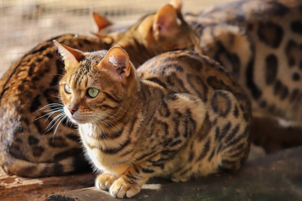 ベンガル