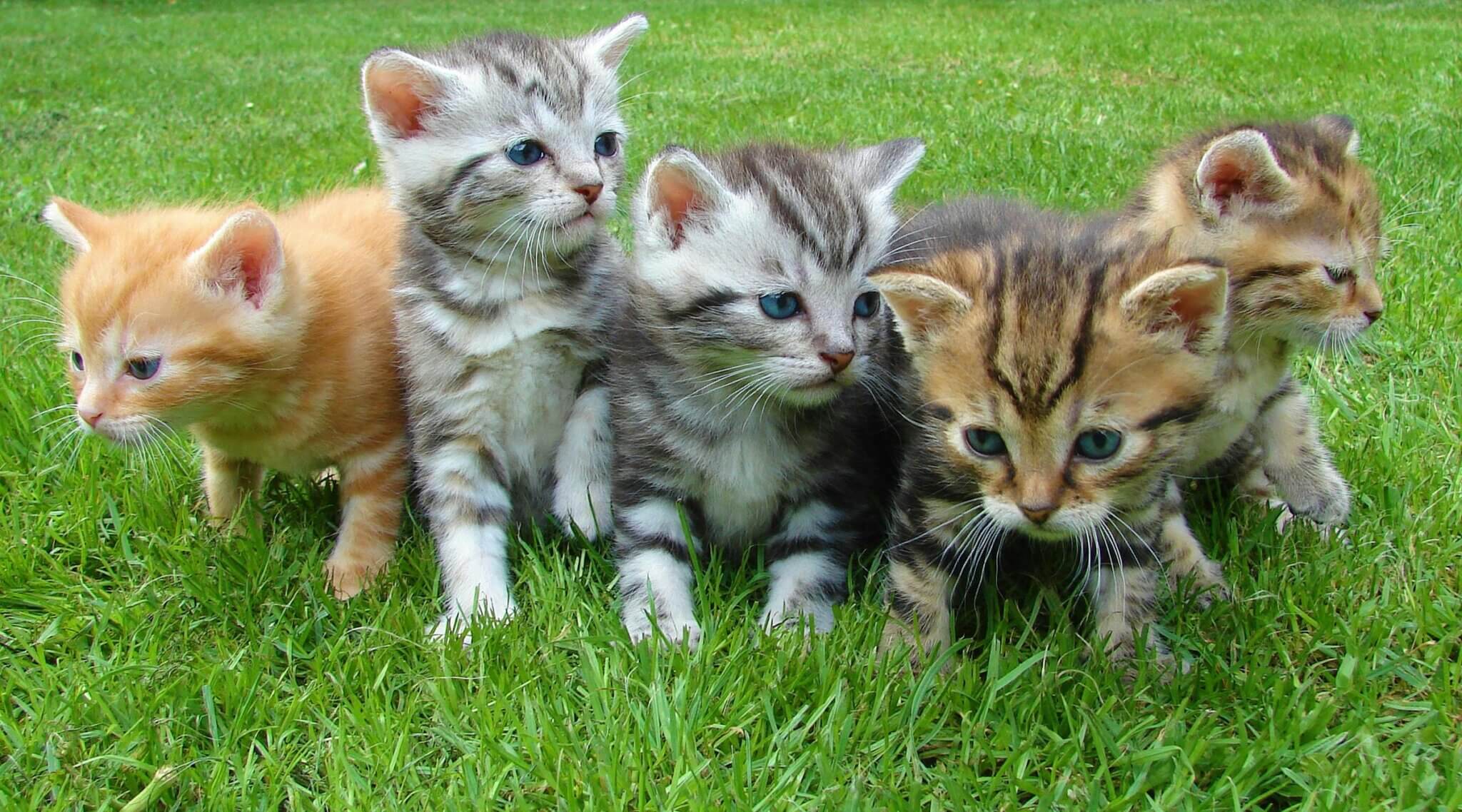 猫の種類一覧｜人気の猫種と性格・特徴をやさしく解説！